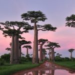 Adansonia Grandidieri