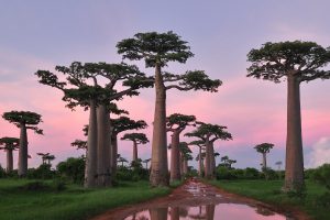 Adansonia Grandidieri