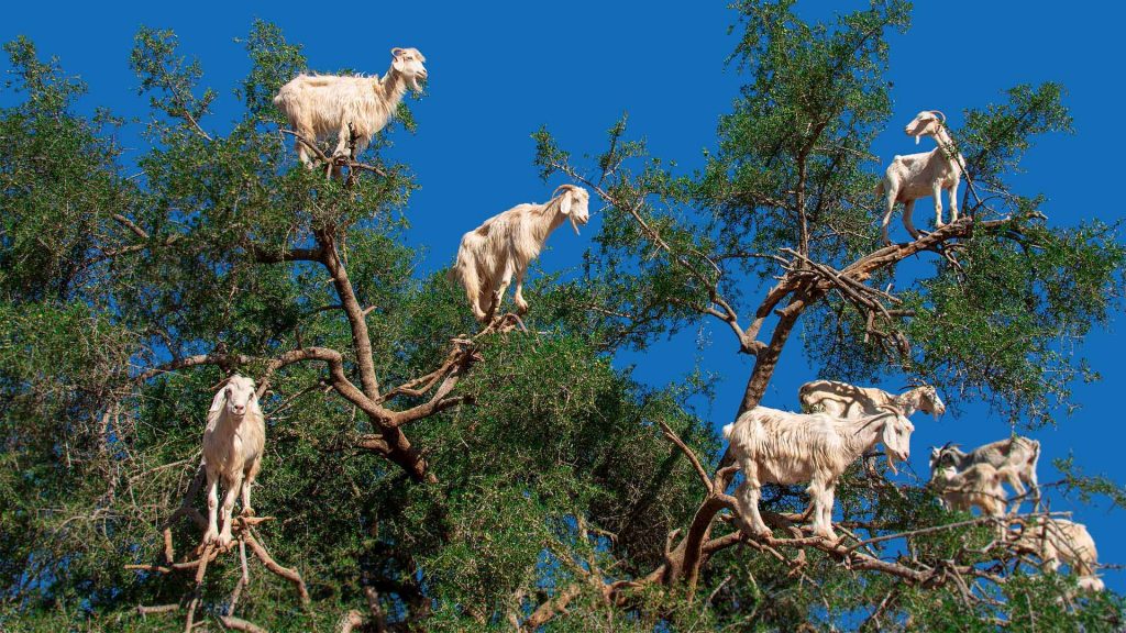 Argan Goats