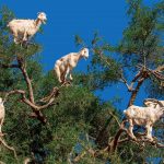 Argan Goats