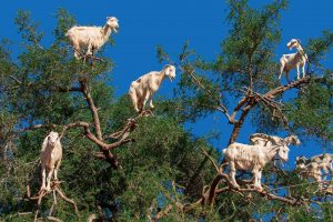 Argan Goats