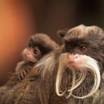 Bearded Tamarin