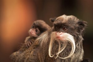 Bearded Tamarin