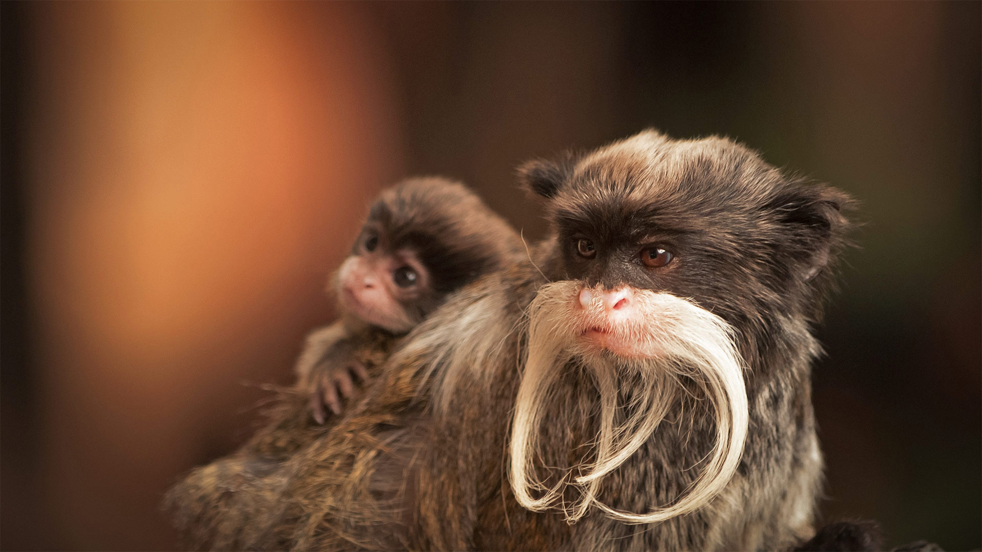 Bearded Tamarin