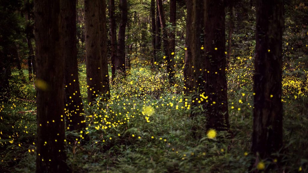 Firefliesforest