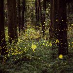 Firefliesforest