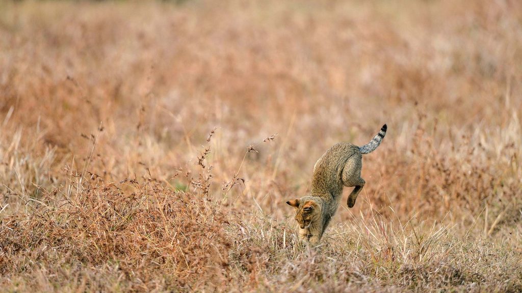 Hunting Cat