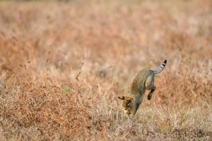 Hunting Cat