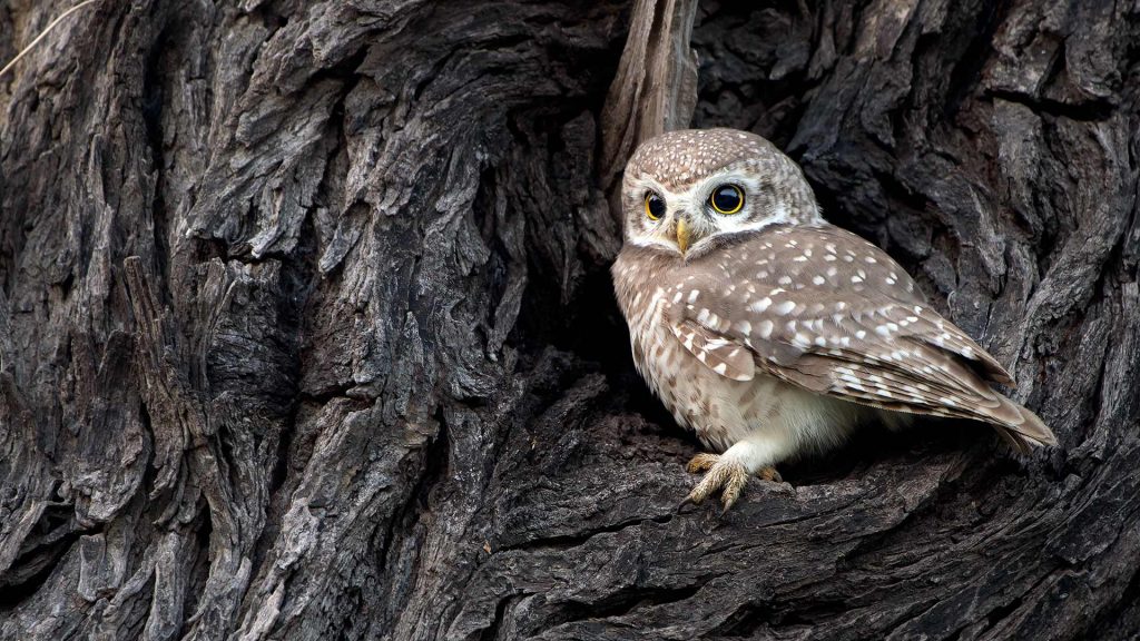 India Owlet