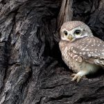 India Owlet