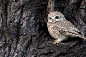 India Owlet