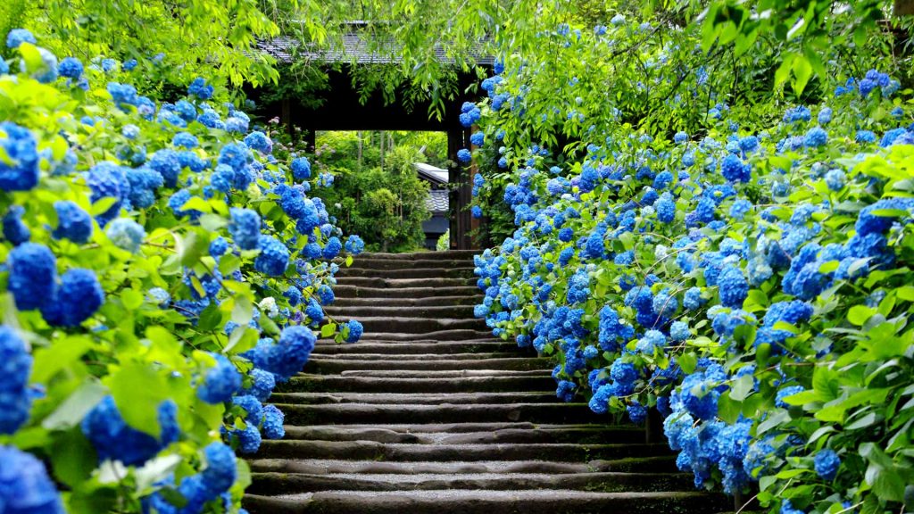 Kamakura Ajisai