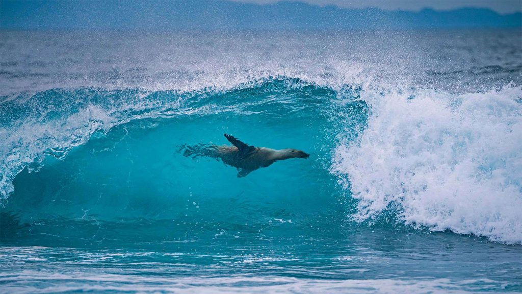 Lion Surfing