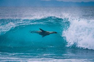 Lion Surfing