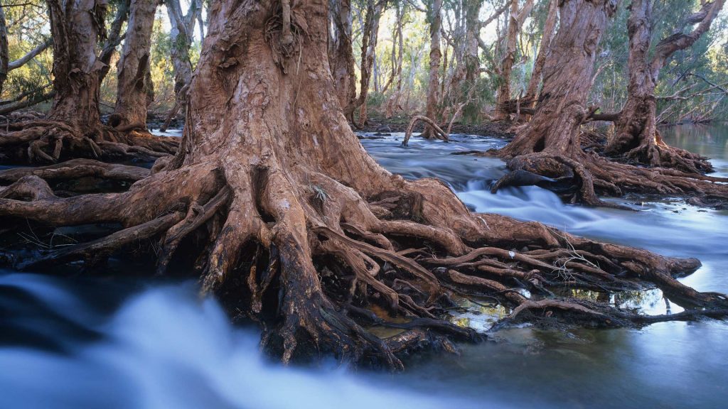 Melaleuca Trees