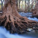 Melaleuca Trees