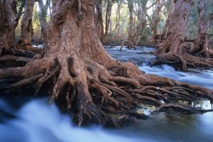 Melaleuca Trees