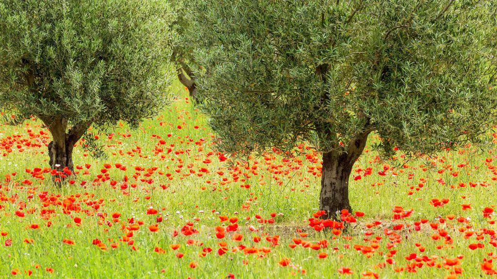 Poppies And Trees