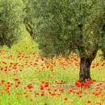 Poppies And Trees