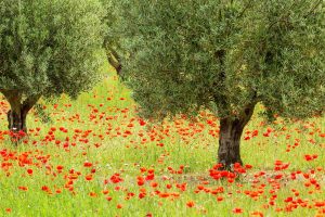 Poppies And Trees