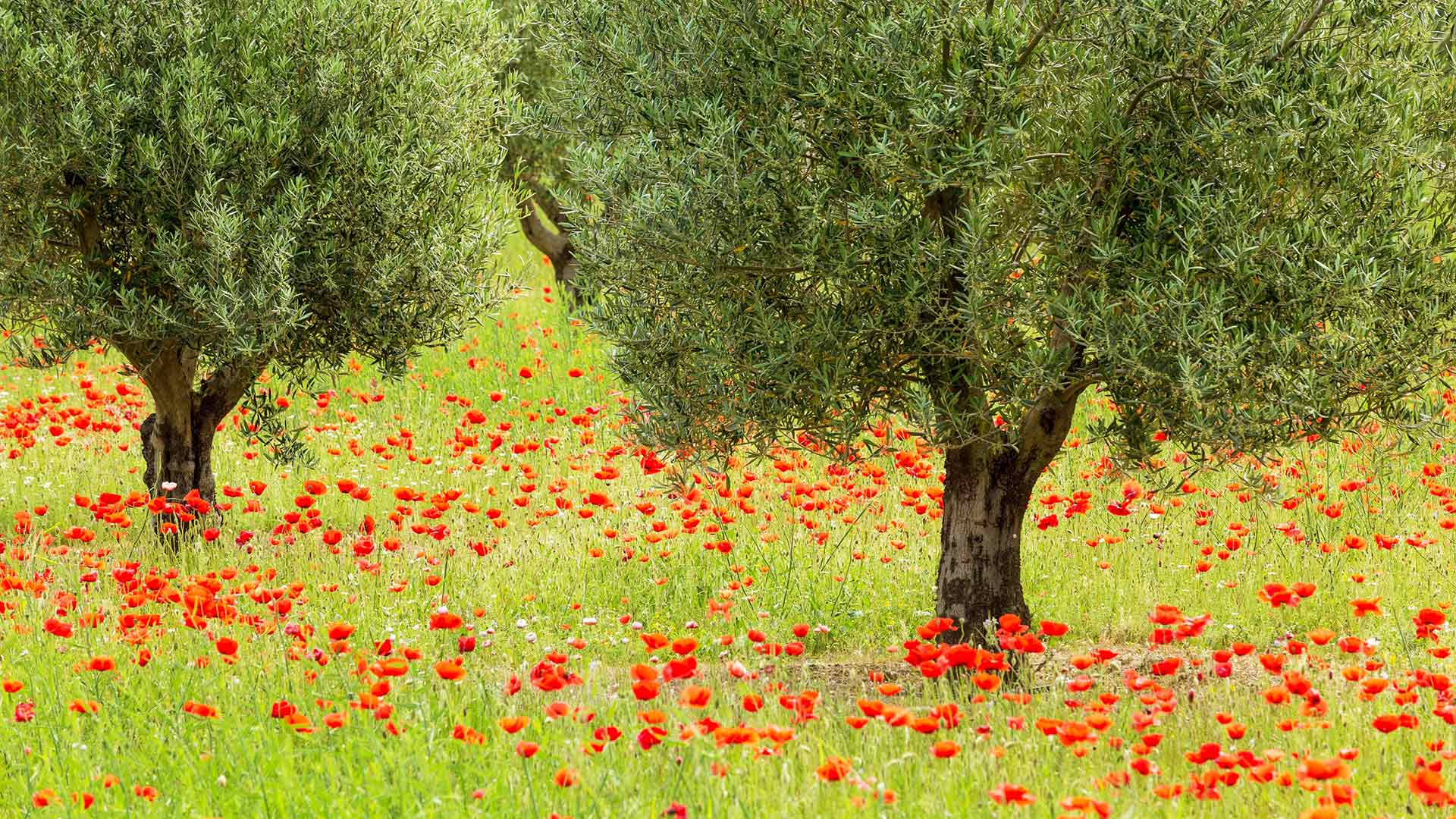 Poppies And Trees