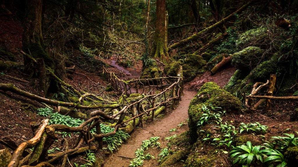 Puzzlewood Path