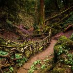 Puzzlewood Path