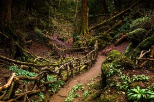 Puzzlewood Path