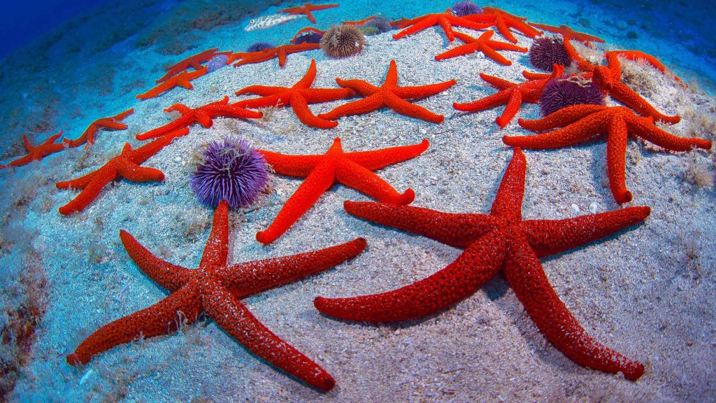 Red Starfish