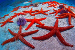 Red Starfish