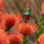 Southern Sunbird