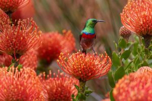 Southern Sunbird