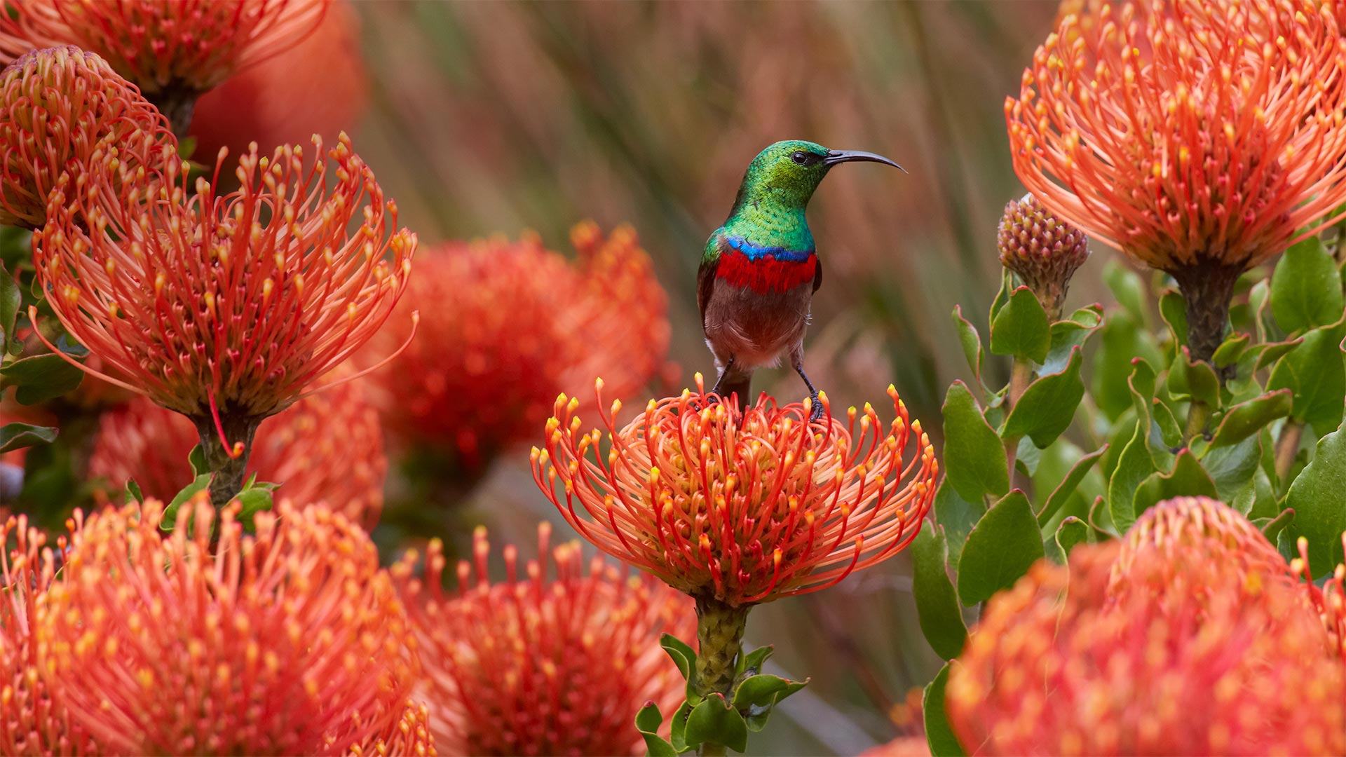 Southern Sunbird