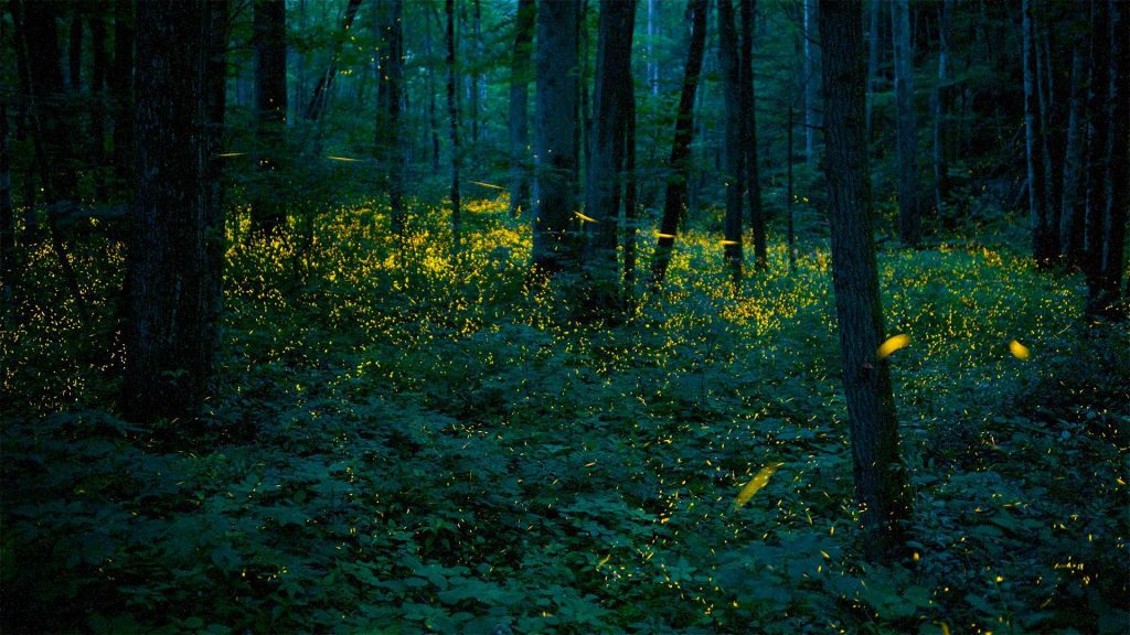 Synchronous Fireflies