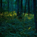 Synchronous Fireflies