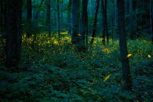 Synchronous Fireflies