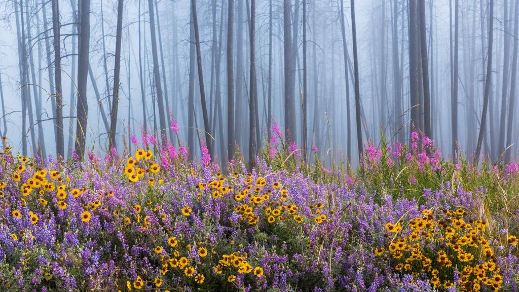 Wildflowers BC