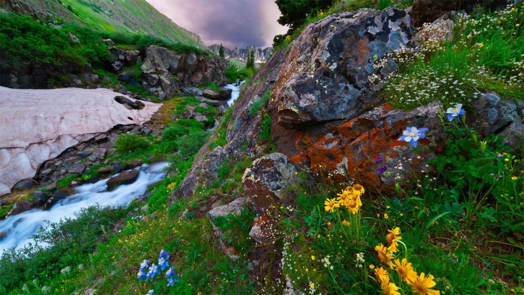 Colorado Columbine