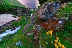 Colorado Columbine