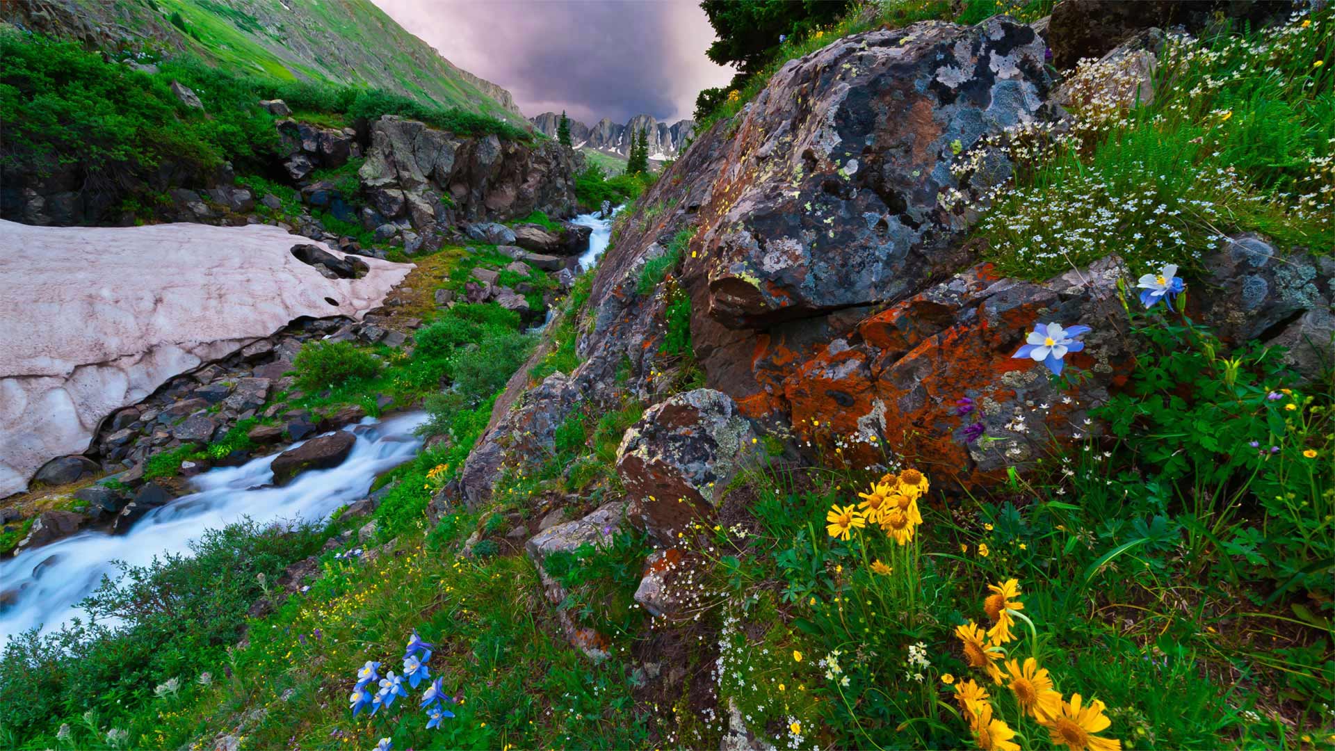 Colorado Columbine