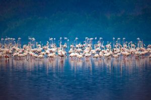 Flamingos Mumbai