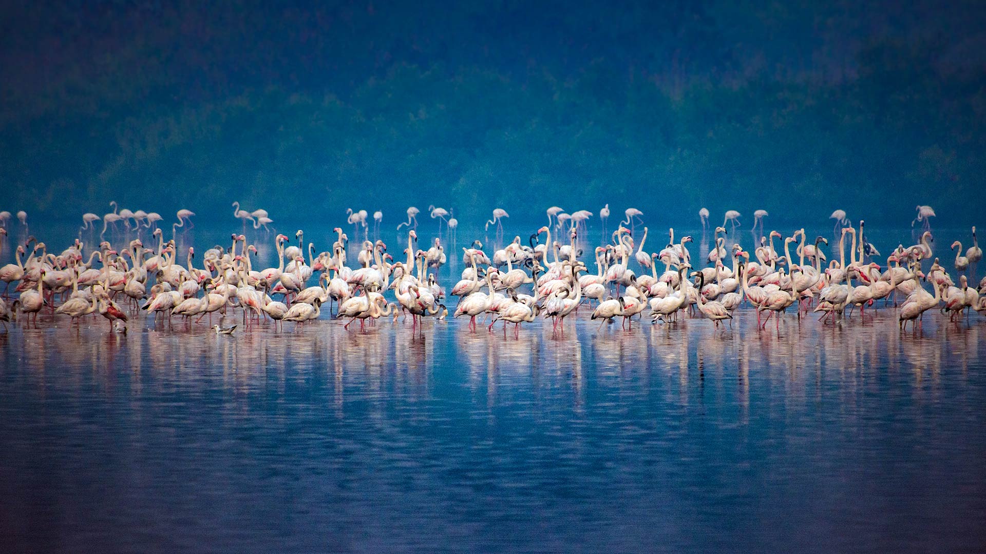 Flamingos Mumbai