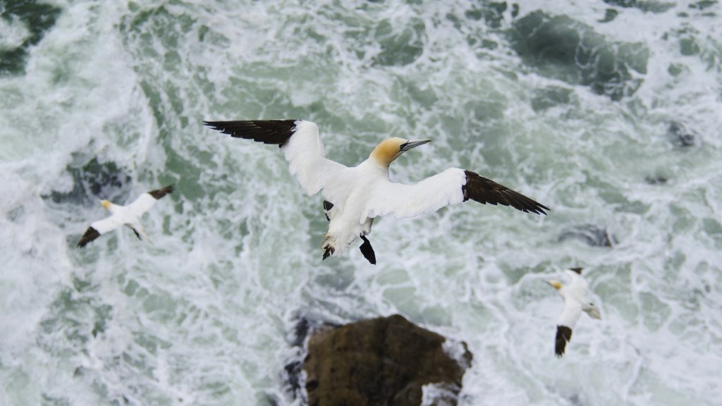 Flying Gannet