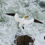 Flying Gannet