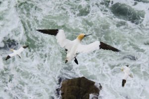 Flying Gannet