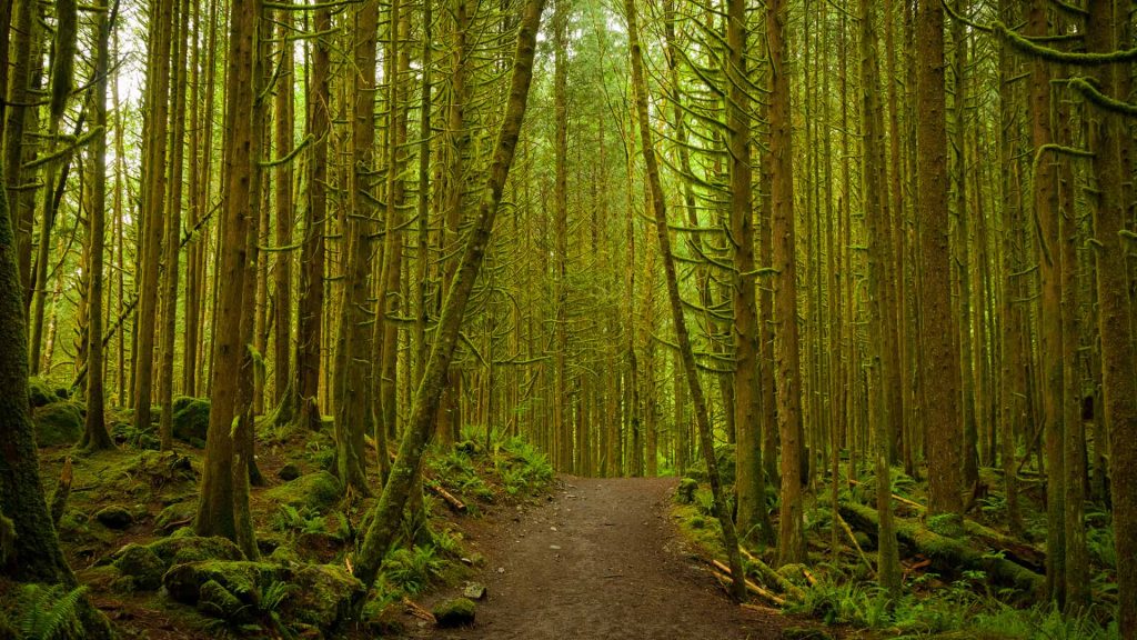 Golden Ears Forest