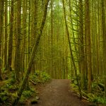 Golden Ears Forest