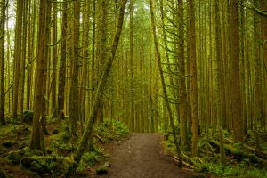 Golden Ears Forest