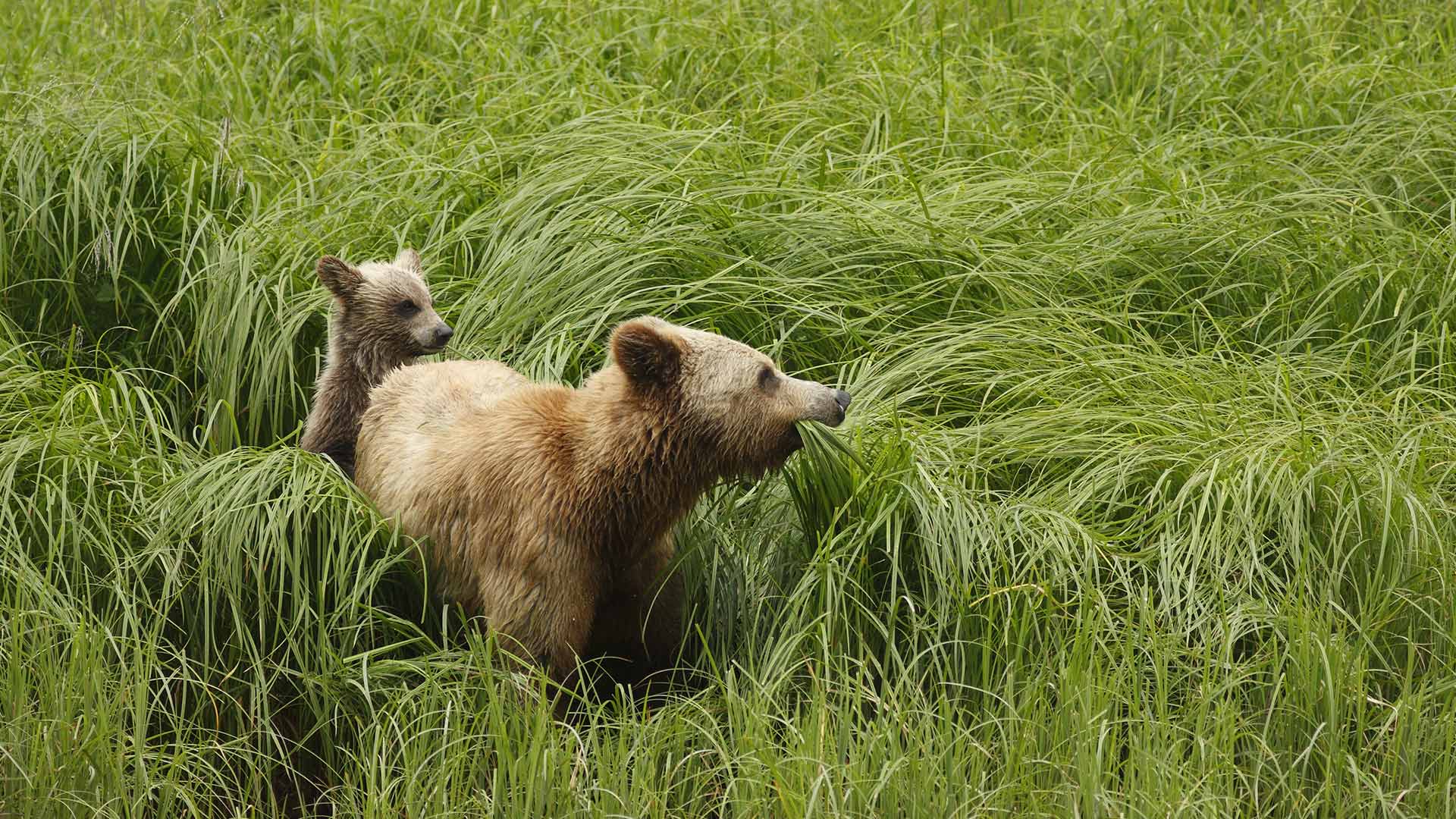 Grizzly BC