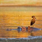 Hamerkop Hunting